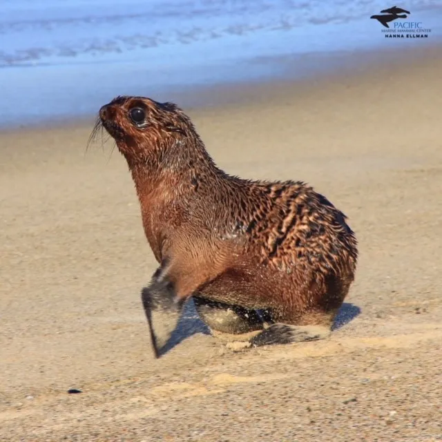 Pacific Marine Mammal Center