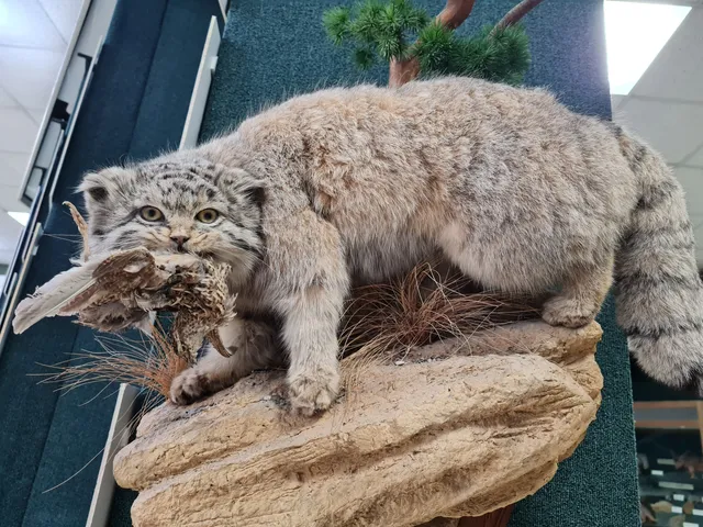 Irkutskiy Oblastnoy Krayevedcheskiy Muzey, Otdel Prirody