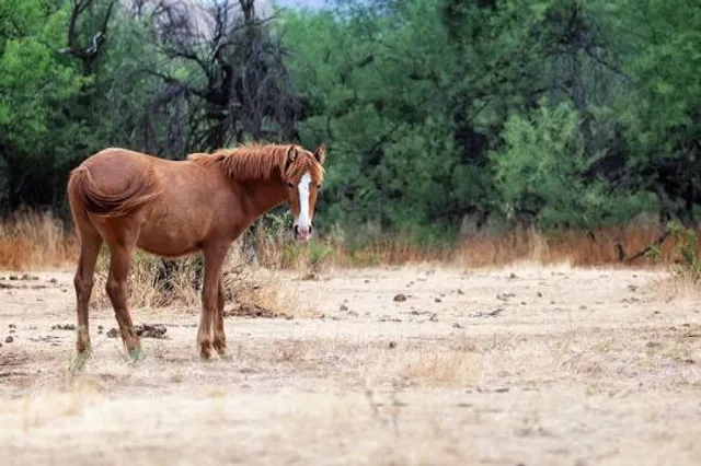 Thracian tomb Shushmanets