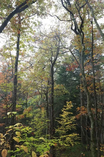 Bear Run Nature Reserve