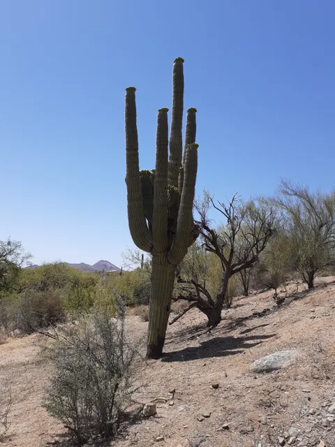 Desert Awareness Park