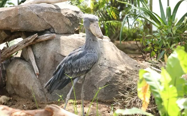 Shoebill Ecological Garden (Big bill)