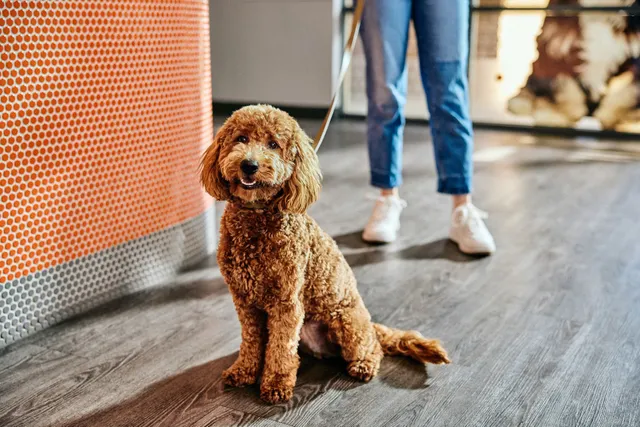 Dogtopia of Montgomery