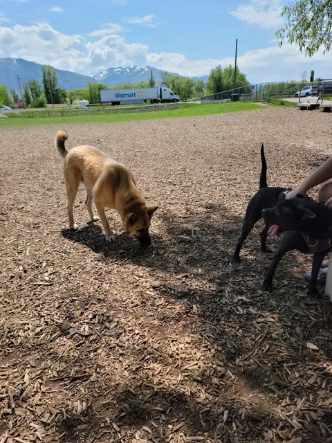 Dog Park