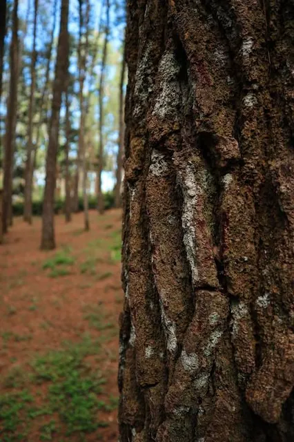 Miehikkälän Salpalinja-museo, Salpa Line Museum in Miehikkälä
