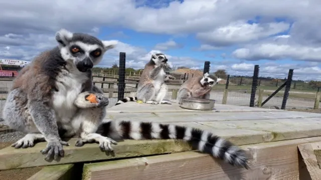 Ardmore Open Farm and Mini Zoo
