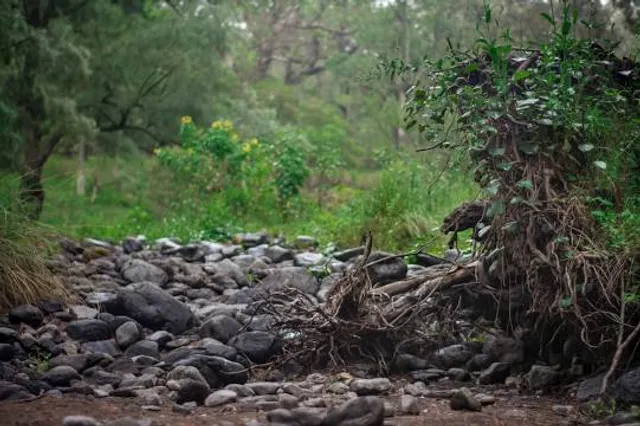 Towarri National Park