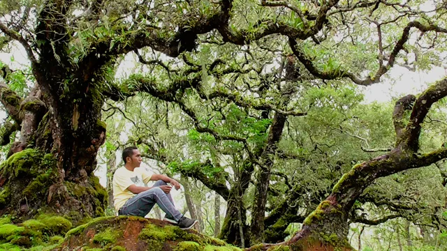 Hutan Bonsai Alam Mutis