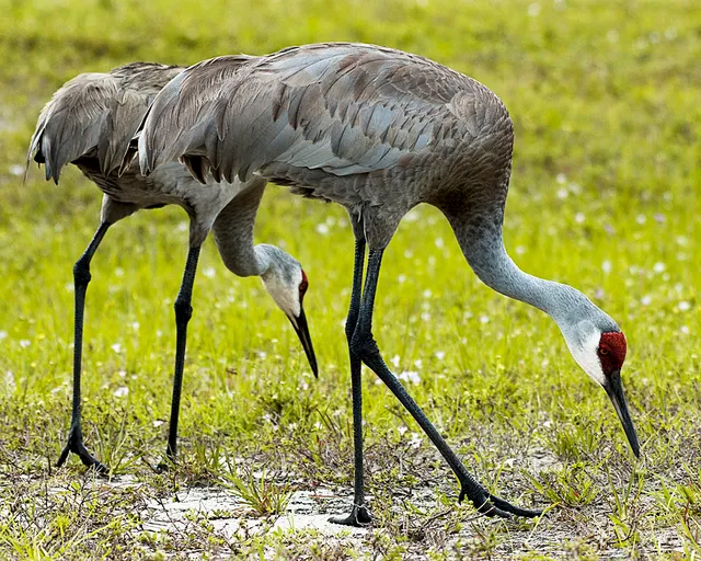 Sandhill Crane Park