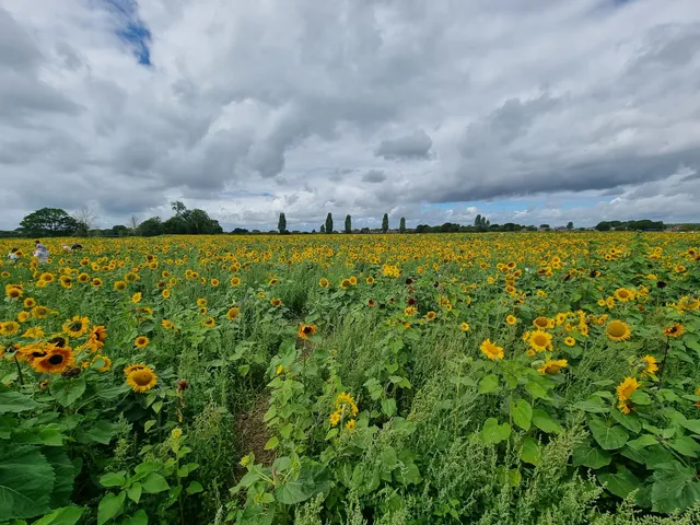 Sam’s Sunflower fields