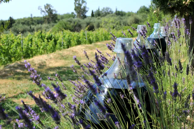 Vignoble Rasse Saint-Jeannet Vindazur