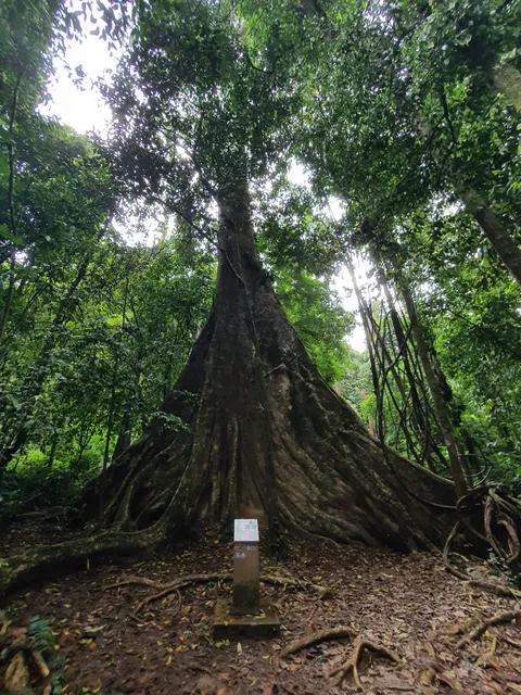 ต้นกะพงยักษ์ ประเทศไทย