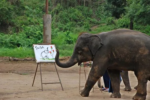 Maetaeng Elephant Park & Clinic