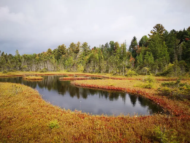 Tourbière Chute-Panet
