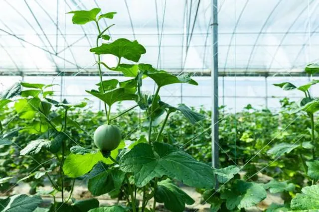 Kemerovskiy Botanicheskiy Sad, Mp