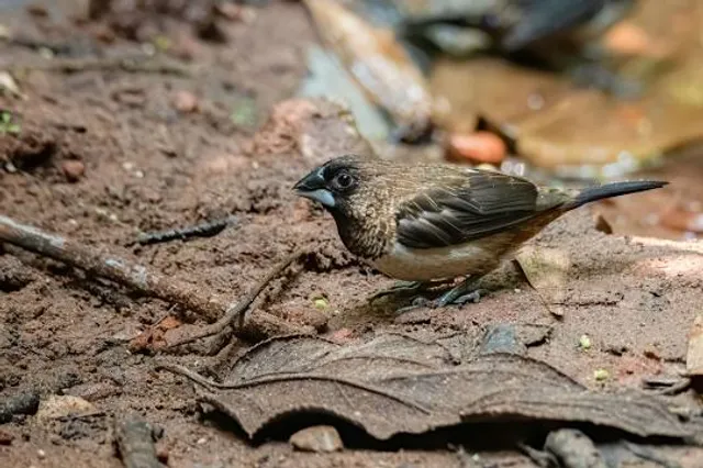 Štola svatého Josefa