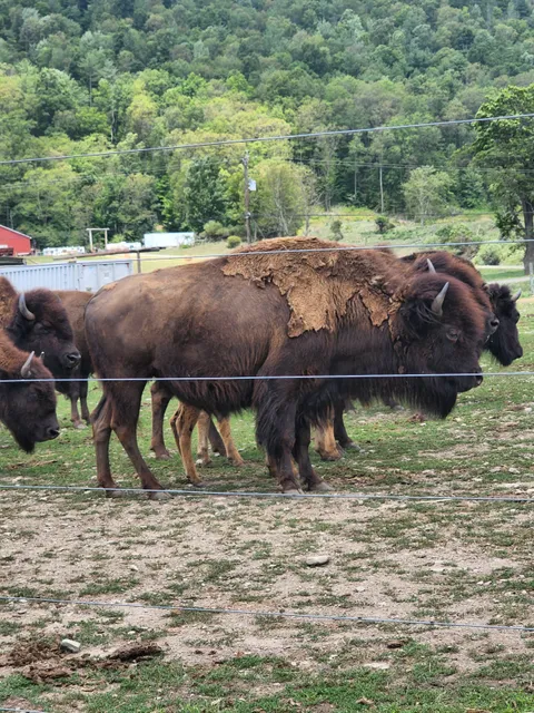 Mud Creek Bison Ranch