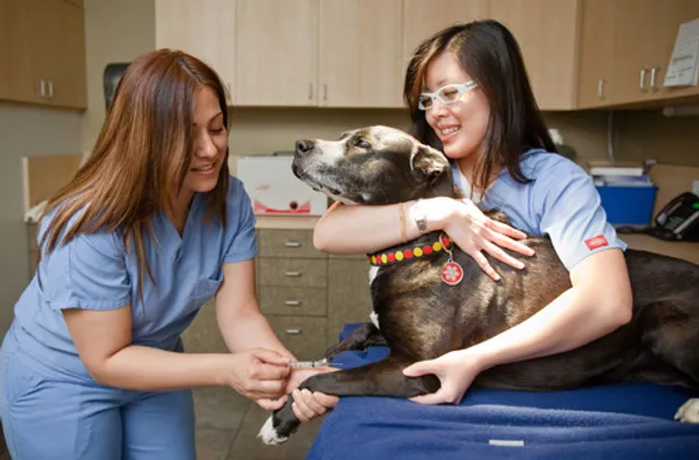 Pet Emergency & Specialty Center-East County