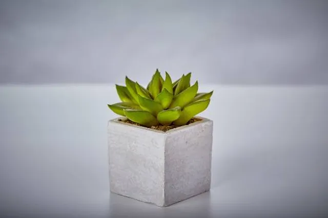 Bhadrakali Geo-Bio Diversity Cultural Park