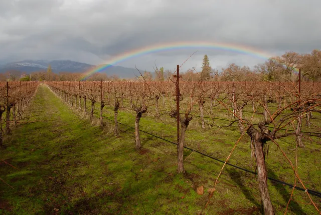 Beaver Creek Vineyards - Martin Pohl Wines