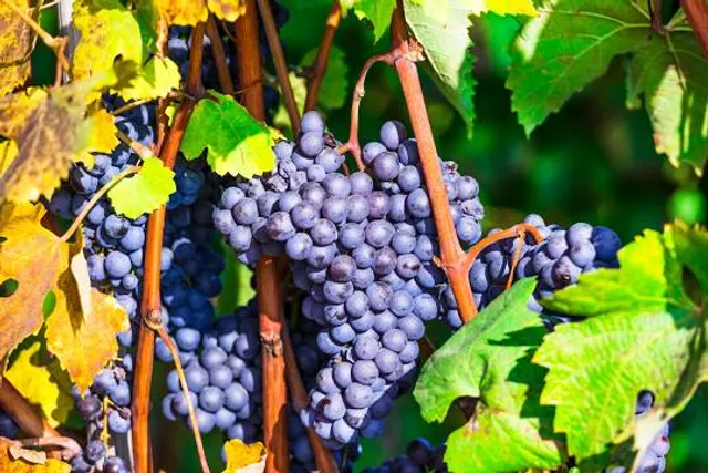 Dixon's Autumn Harvest Winery and Orchard