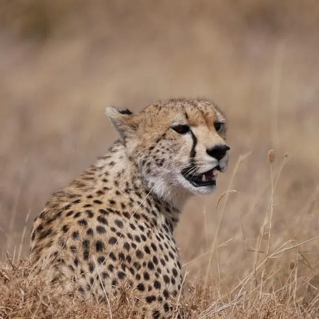 Miso Adventure & Safaris Kilimanjaro Hiking ,Tanzania Top travel agency in Arusha and Moshi