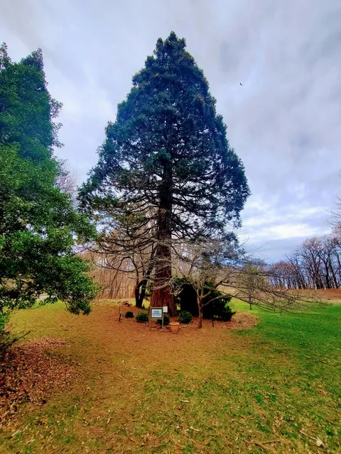 Giant Sequoia at Lake Bluff Arboretum