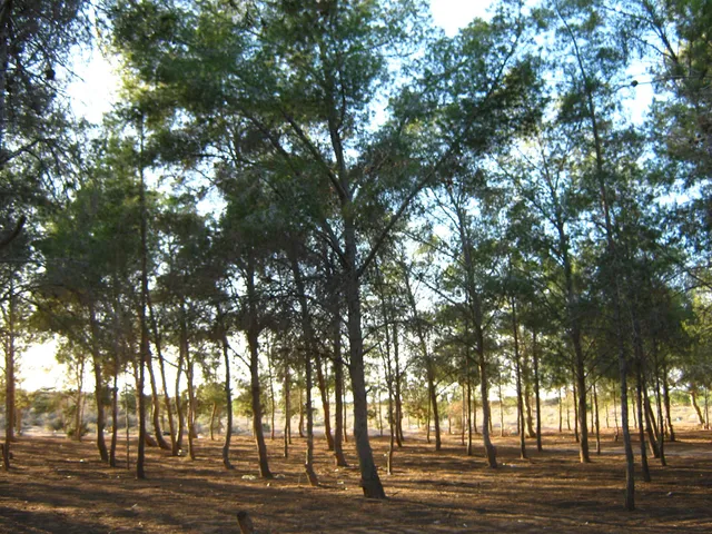 Sabratha Family Park