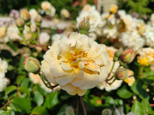 Roseto di Santa Giustina