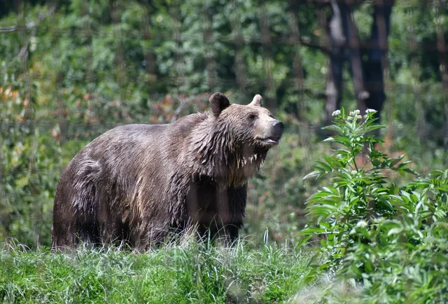 Libearty Bear Sanctuary Zarnesti