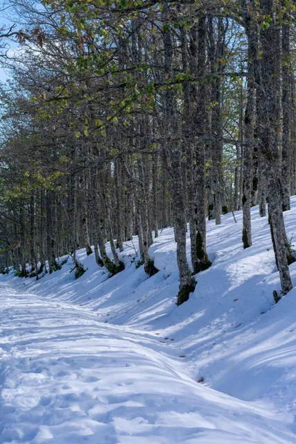 Black Lake of Akfadou