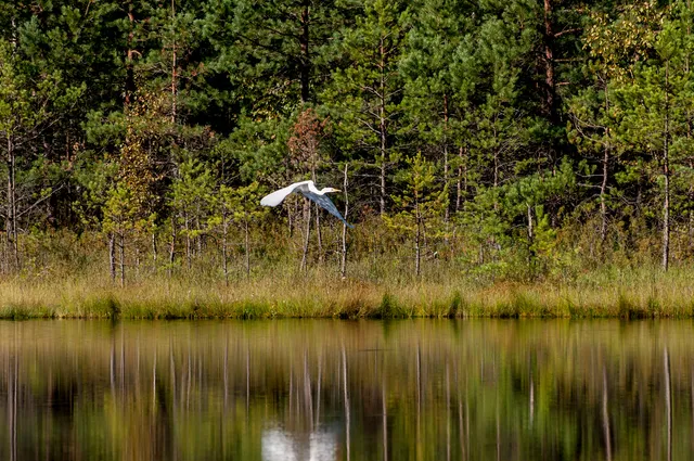 Rezerwat Przyrody Okonek