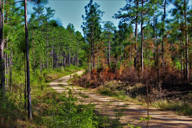De Soto National Forest