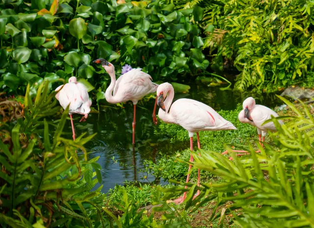 Three Ring Ranch Exotic Animal Sanctuary