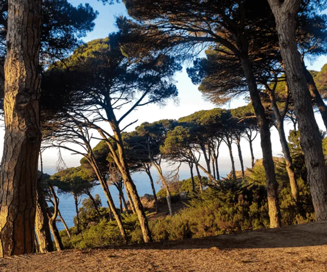 غابة الرميلات