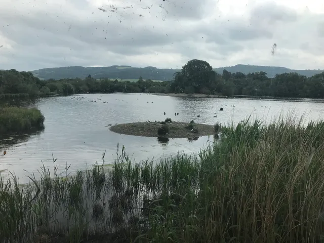 Llyn Coed y Dinas Nature Reserve