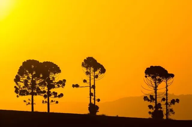 Chamong Tea Estate Garden