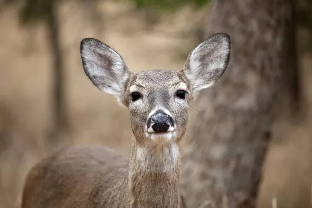 Boiling Springs State Park