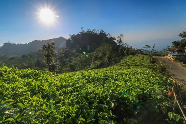 Desa Wisata Nglinggo