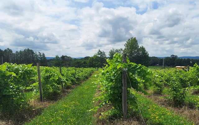 Altamont Vineyard & Winery