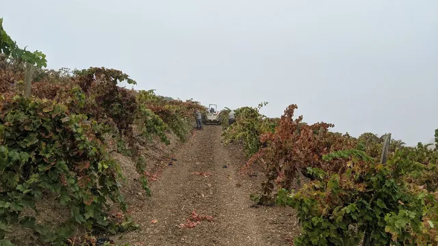 Fratelli Perata Winery