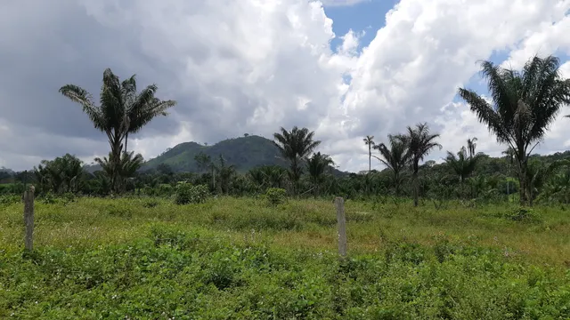 Roraima National Forest