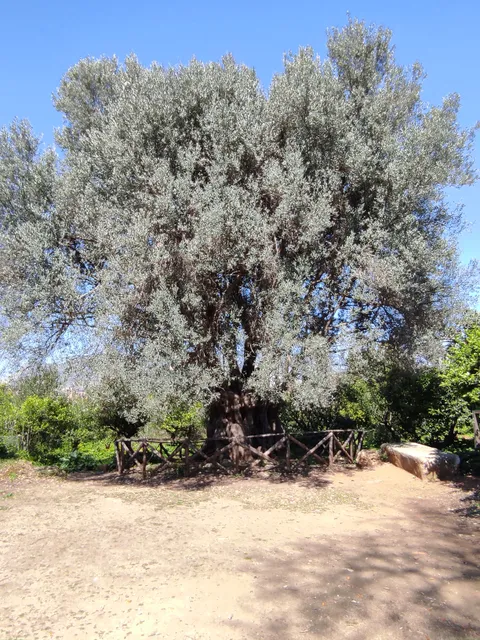 Patriarca della favorita