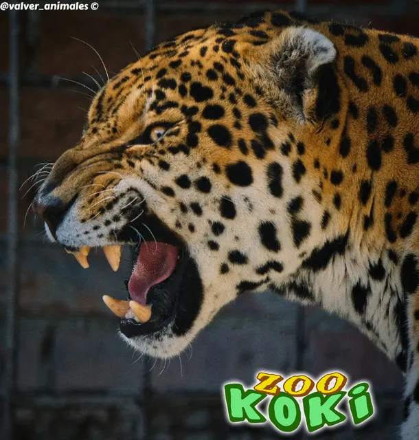 KOKI ZOO (Zoo and botanical)
