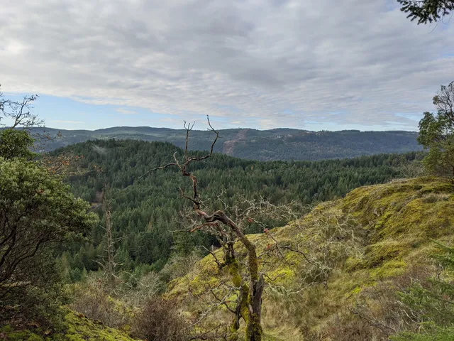Lone Tree Hill Regional Park