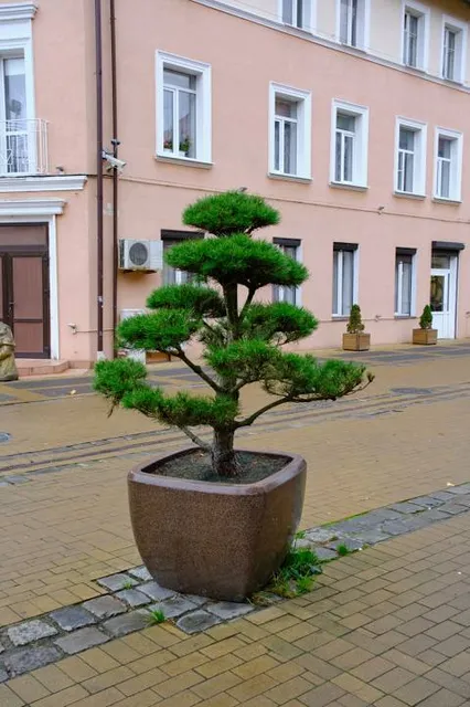 Pamyatnik Zelenogradskim Kotam