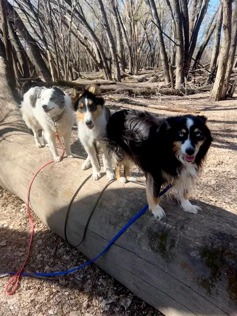 Ruffin Around Pet Care LLC