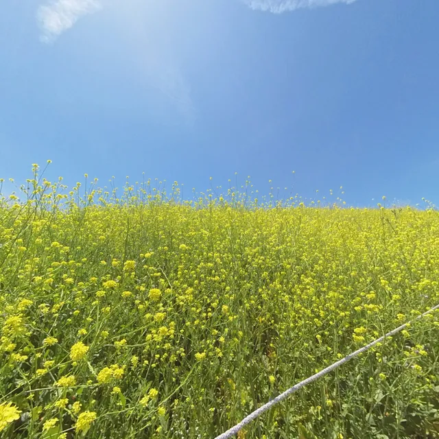 Aliso & Wood Canyon Wilderness Park