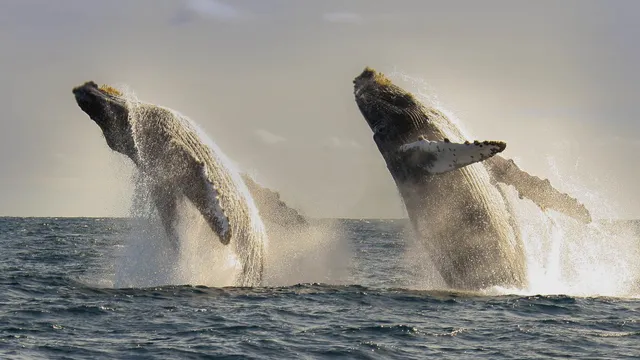 Salty Cabo - Whale Watching San Jose del Cabo, Snorkeling and Sunset Tours