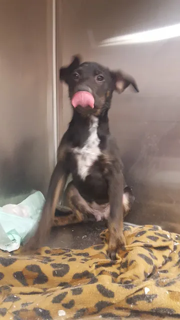 Winnie Berry Humane Society of Angelina County Pet Adoption Center